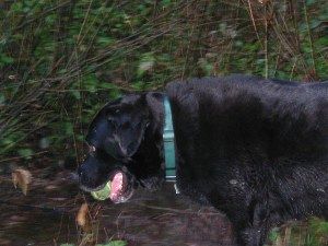 Crom rescues abandoned ball.