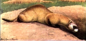 Black-footed ferret visiting a prairie dog. Louis Agassiz Fuertes