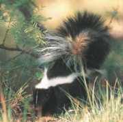 Striped Skunk